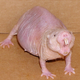 Illustration for article titled The naked mole rat can't feel pain from acid burns. Now we know why.